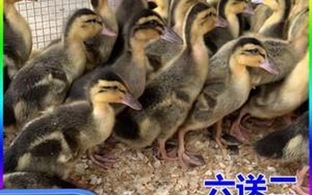 正常一只鸭有多少斤 正常一只鸭有多少斤