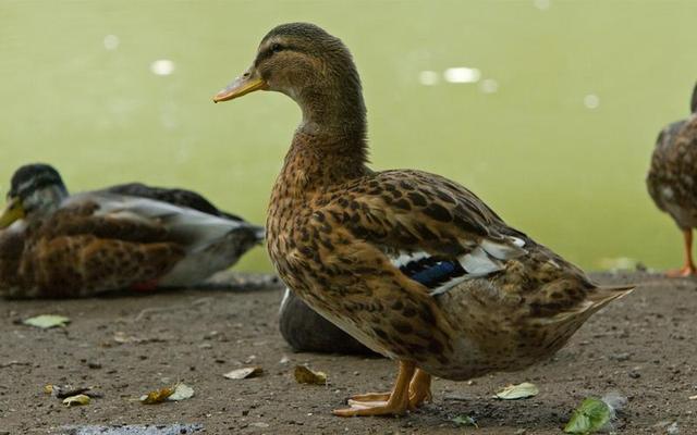 鸭子多少天能长齐羽毛 鸭子多少天能长齐羽毛