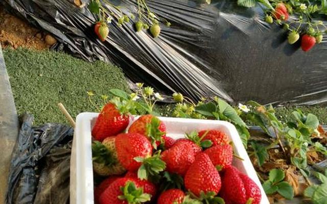 草莓为什么要大棚种植 草莓为什么要大棚种植