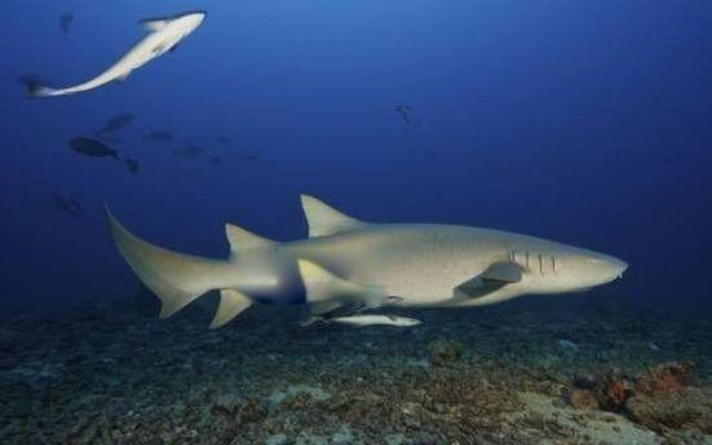 护士鲨吃大象吗、护士鲨吃人吗图片