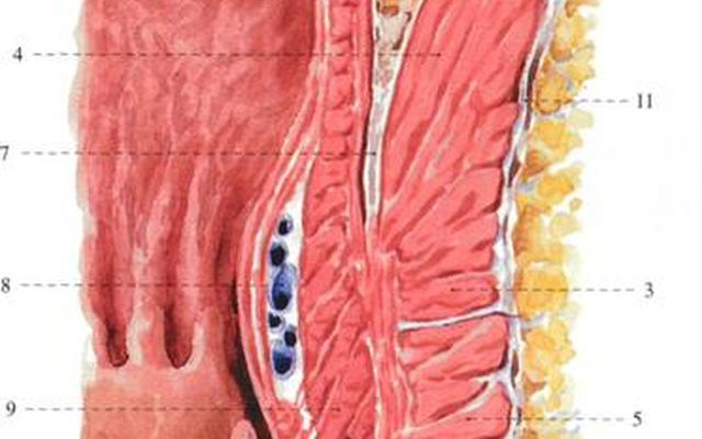 括约肌是哪个部位