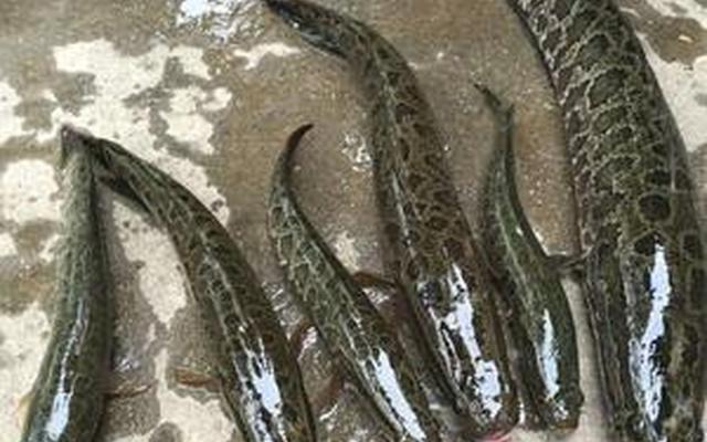 斑鱼和乌鱼哪个好吃 斑鱼和乌鱼哪个好吃