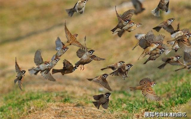 麻雀河南话怎样叫 麻雀河南话怎样叫