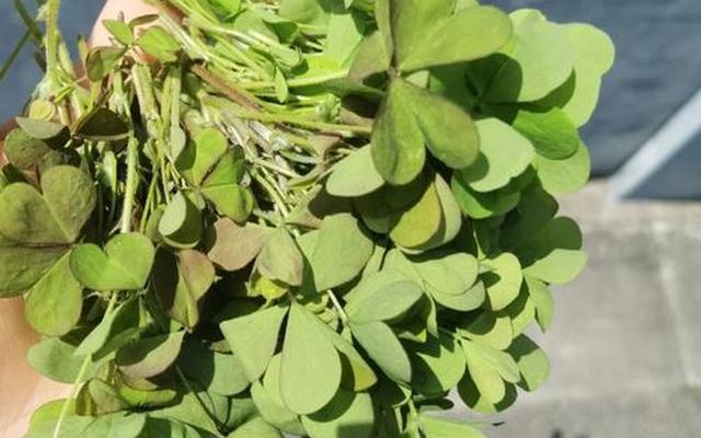 苜蓿草农村哪里能找到