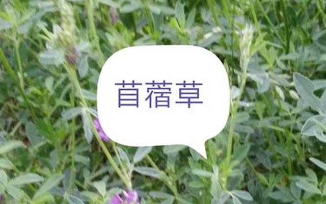 苜蓿草农村叫它什么草