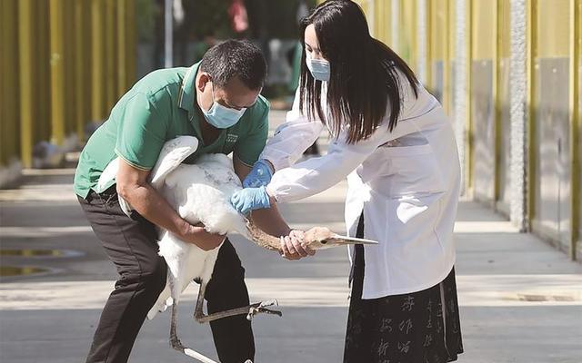 做动物饲养员有什么要求