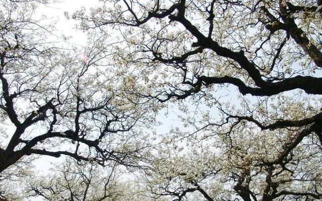 国内985大学排名忽如一夜春风来 千树万树梨花开的意思