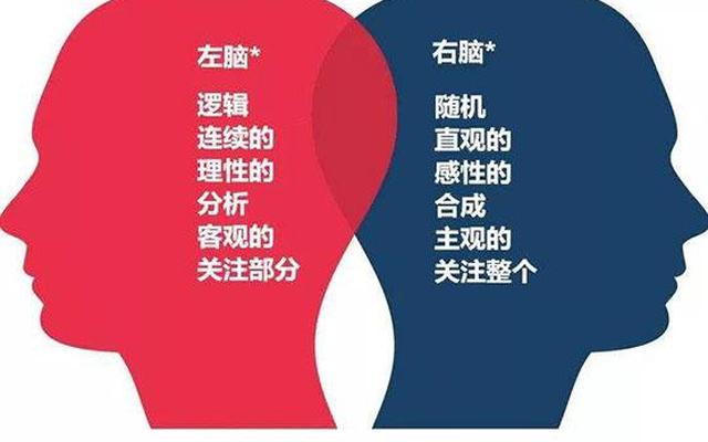 天才是偏左脑还是右脑