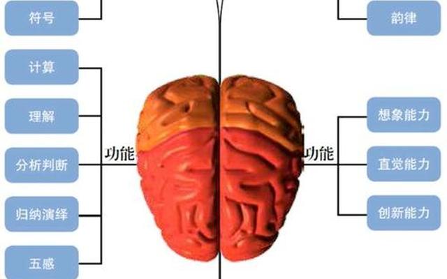 天才是偏左脑还是右脑