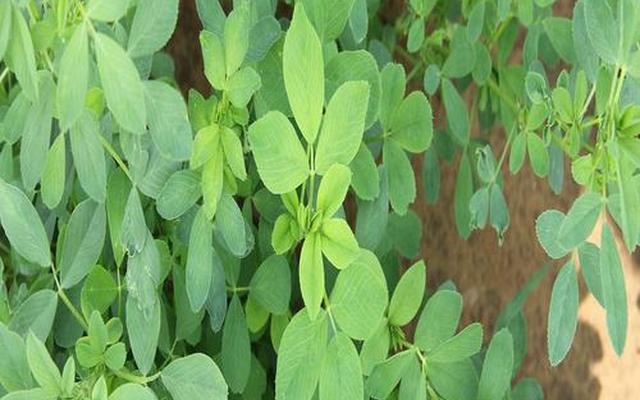 可以吃的苜蓿是什么样的