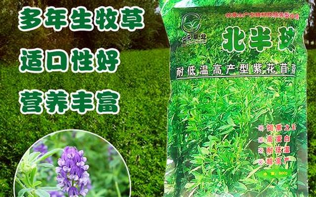 调料香苜蓿能干什么用