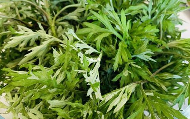 上海青团是用什么草做的