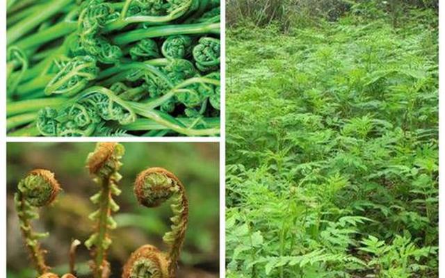 东北山野菜笔管菜图片大全