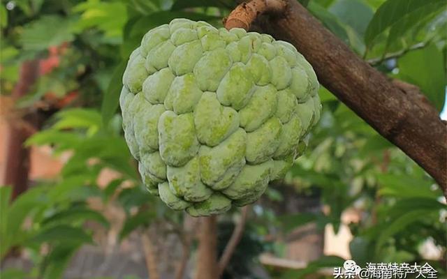 最名贵的20种贵族水果