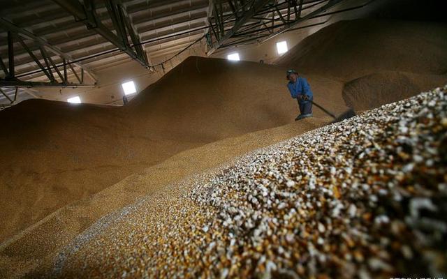 什么粮食可以存放五十年