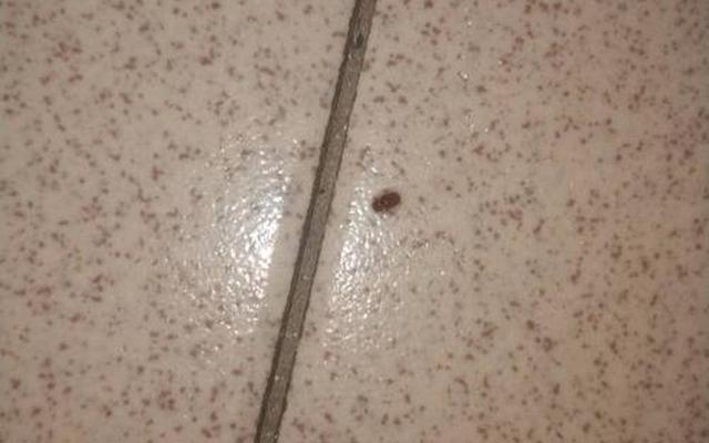 卧室小飞虫怎么消灭小窍门