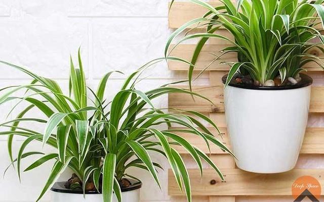 卧室里适合放什么绿植