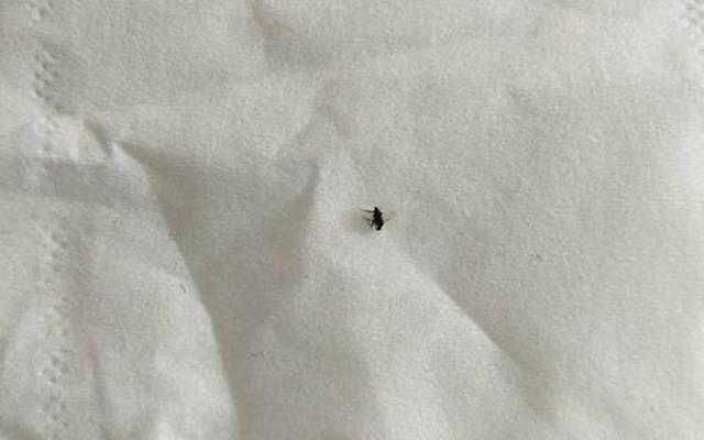 厕所里的小黑飞虫怎么消灭最彻底