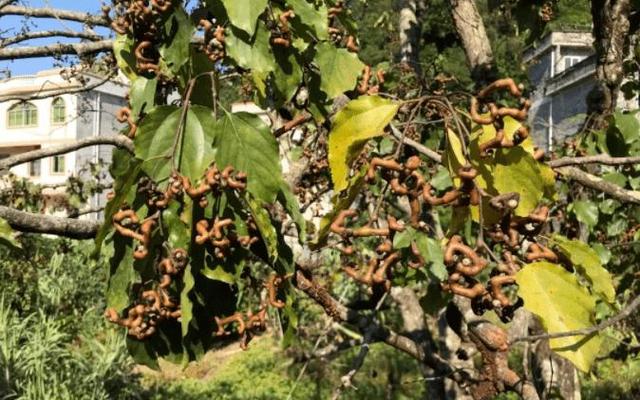 在中国被称为万寿果的是什么水果-被称为水果之王的是什么水果