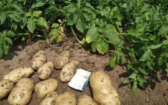 土豆为什么会发绿色呢