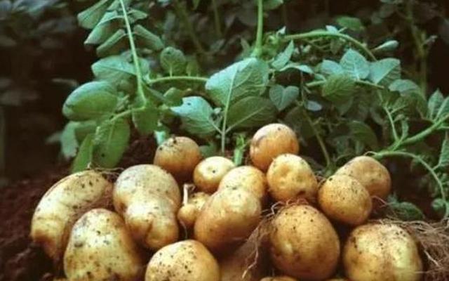 土豆为什么会发绿色的水