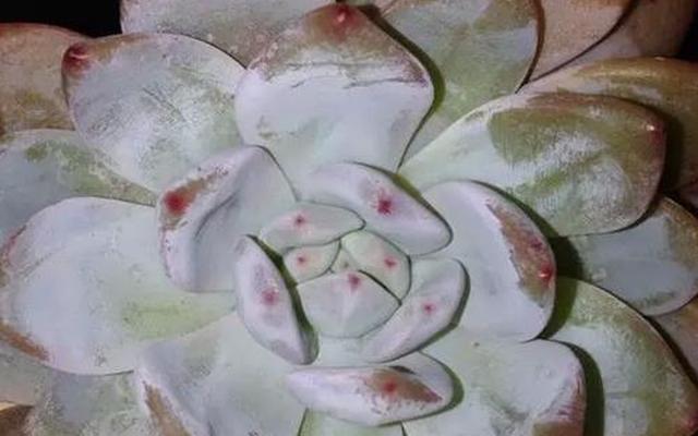 多肉外层叶片化水