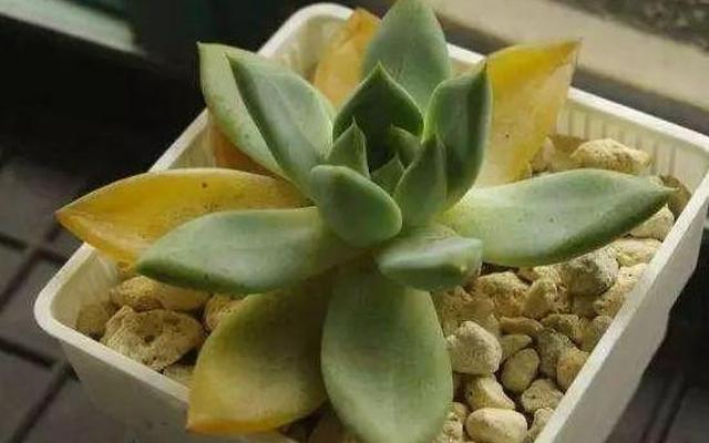 多肉叶片化水怎么补救