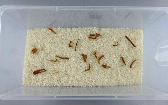家里大米生虫怎么除掉