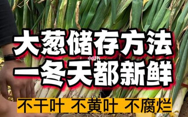 冬天大葱的储存最好的方法