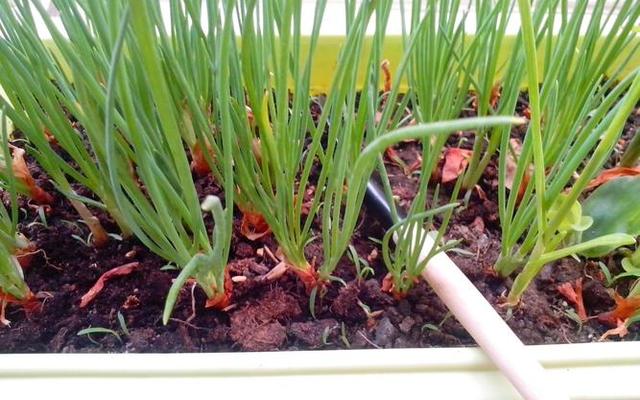 小葱放冷冻能保存多少时间不坏