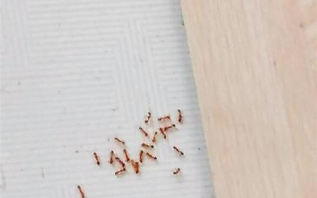 怎么能把蚂蚁彻底消灭掉