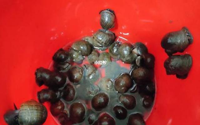 怎么区分田螺肉和福寿螺肉