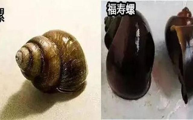 福寿螺和田螺的区别图片