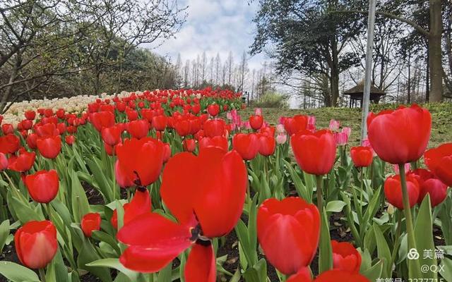 千红万紫的意思是什么