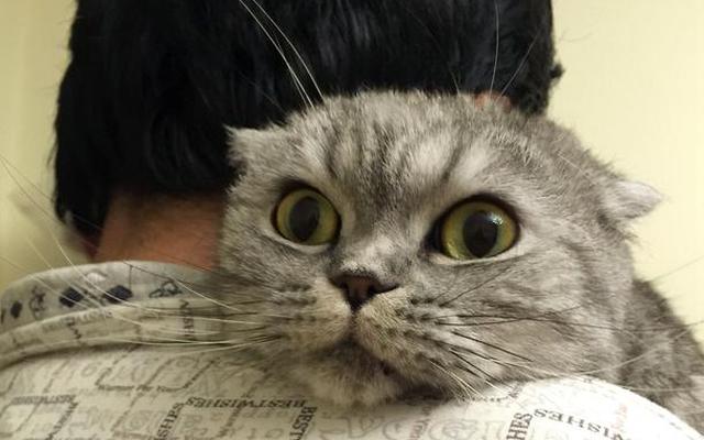 养猫男人不能嫁的原因