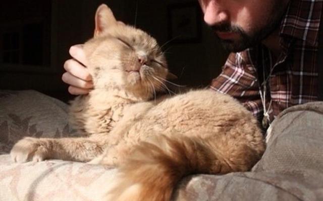 养猫的男人心理缺陷