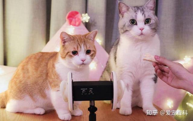 喜欢养猫的人的性格特点