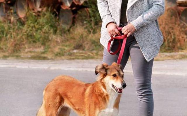 心理学分析喜欢狗的女人