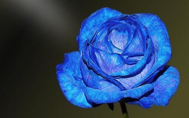 蓝色代表什么颜色寓意