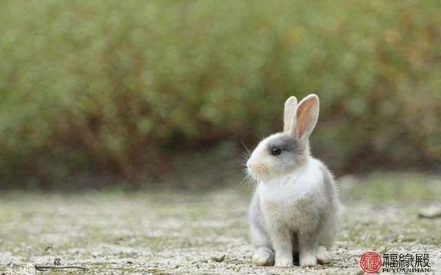 属兔的最佳婚姻配对