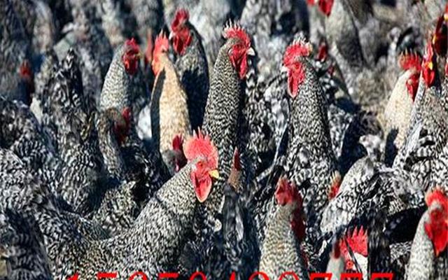 小芦花鸡多少钱一只