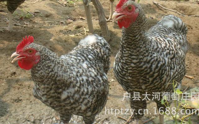 正宗芦花鸡的体貌特征