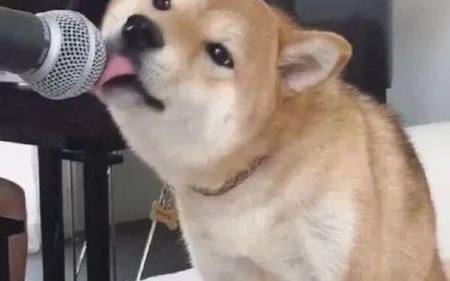 小狗舔人代表什么意思