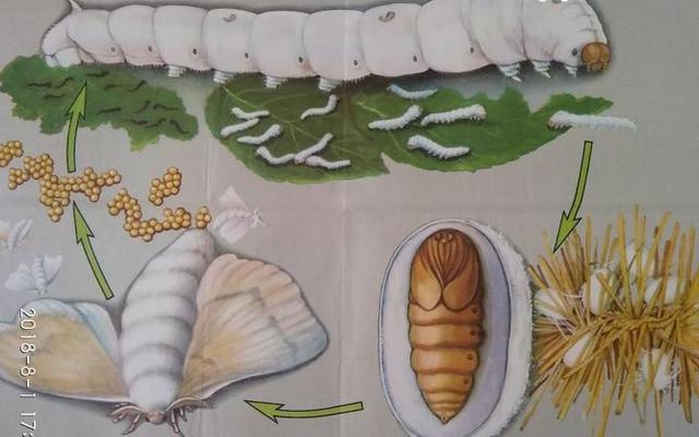 蚕的一生6个变化过程