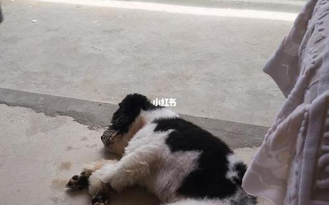 舍不得狗狗被送走的句子