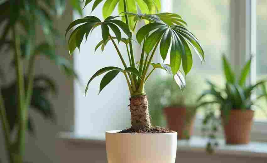 发财树的光照强度是否会影响花的质量