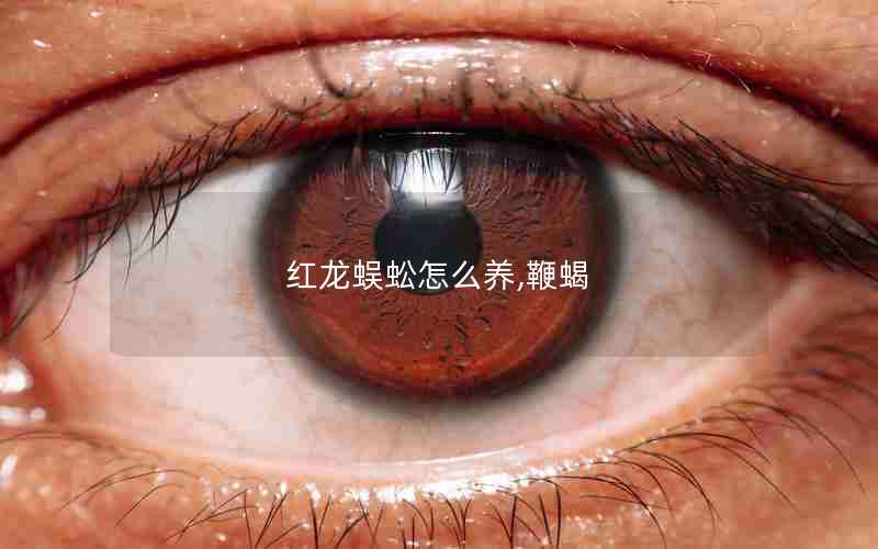 红龙蜈蚣怎么养,鞭蝎