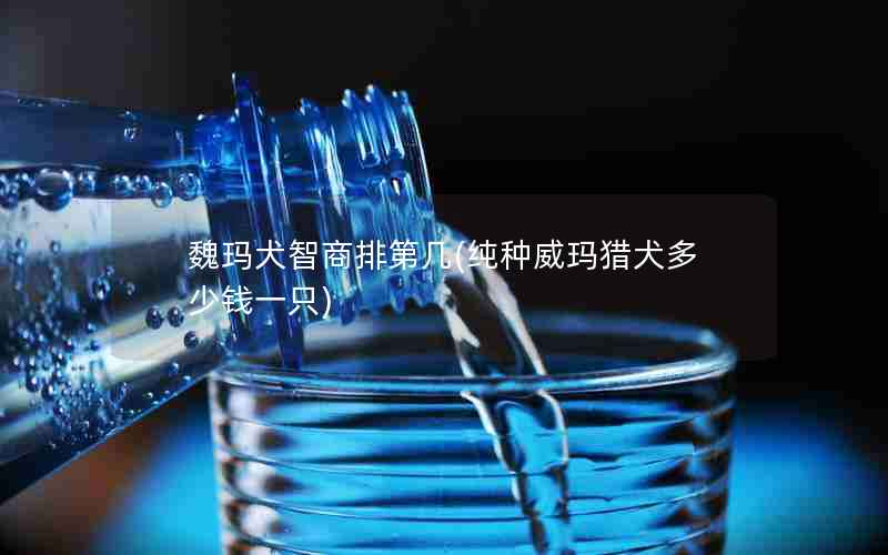 魏玛犬智商排第几(纯种威玛猎犬多少钱一只)