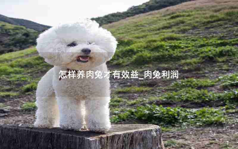 怎样养肉兔才有效益_肉兔利润