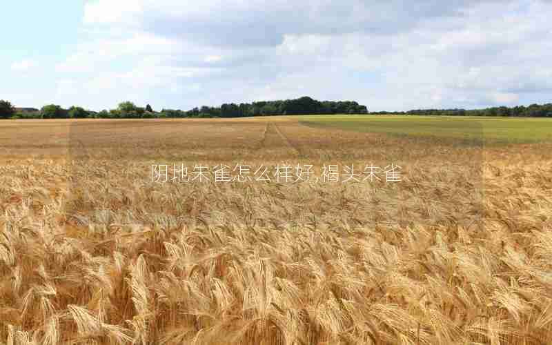 阴地朱雀怎么样好,褐头朱雀